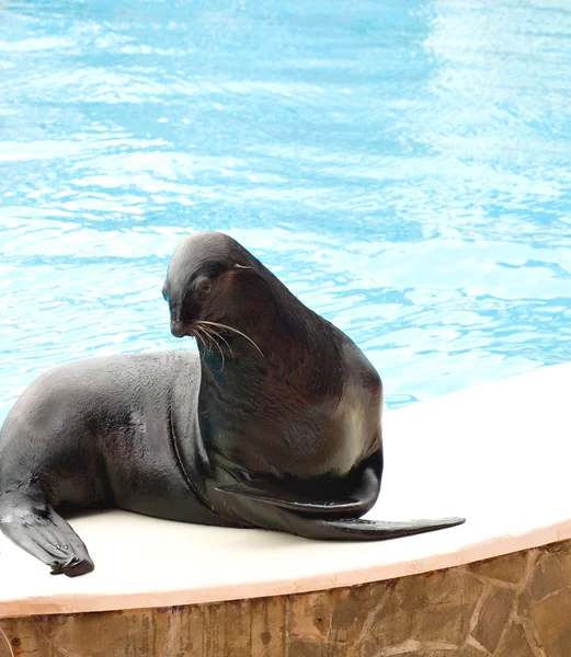 Uitvoeren van seal — Stockfoto