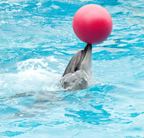Realizando golfinho com bola vermelha — Fotografia de Stock