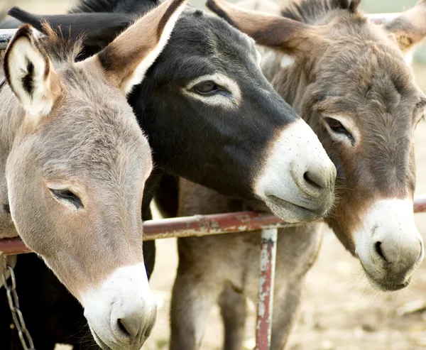 Des ânes dans une ferme — Photo