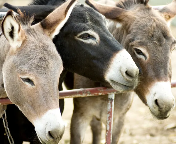 Burros em uma fazenda — Fotografia de Stock