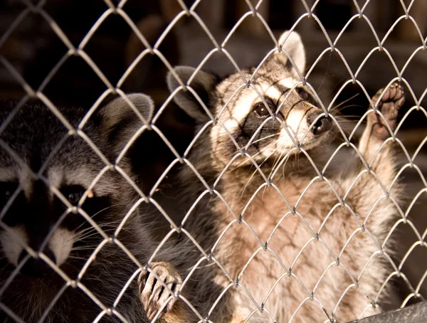 Funny raccoon — Stock Photo, Image