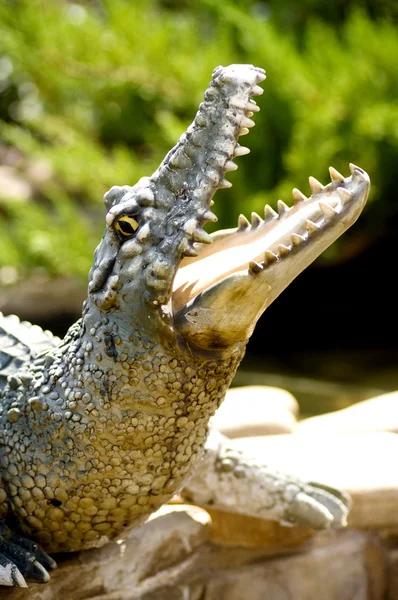 Közelkép a krokodil feje — Stock Fotó