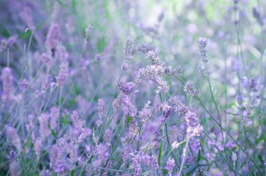 güzel mor çiçekler