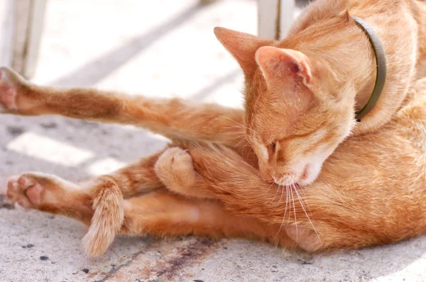 Cat licking its back paw. — Stock Photo, Image