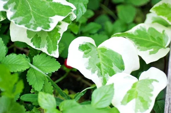 Plantas verdes no parque — Fotografia de Stock