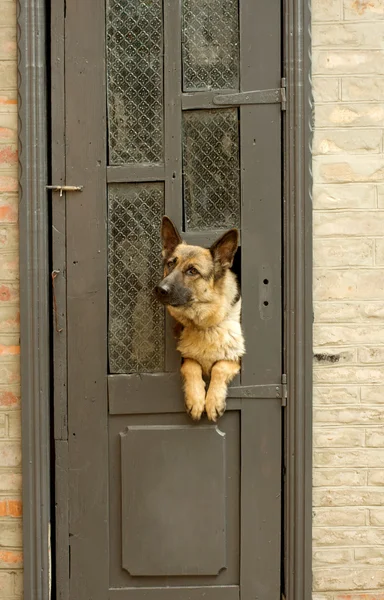 Σκύλος και σπίτι. — Φωτογραφία Αρχείου