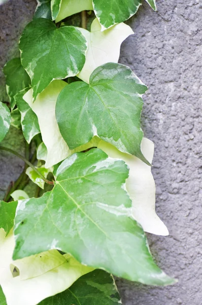 Green plants in park — Stock Photo, Image