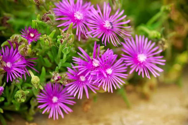 Hermosas flores violetas —  Fotos de Stock