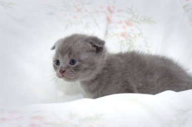 güzel İskoç genç kedi