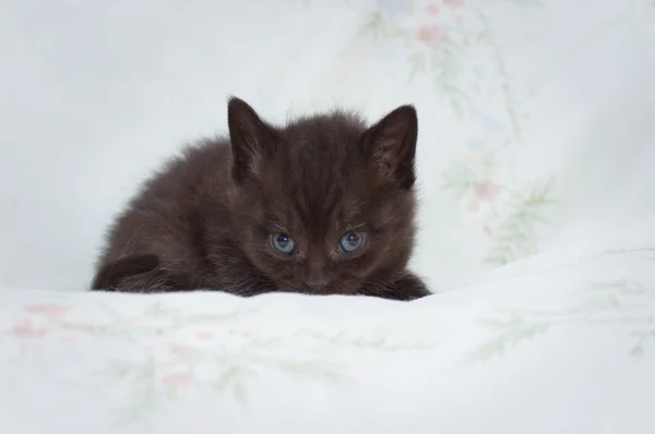 Prachtige Schotse jonge kat — Stockfoto