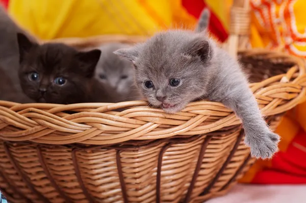 Beautiful Scottish young cat — Stock Photo, Image