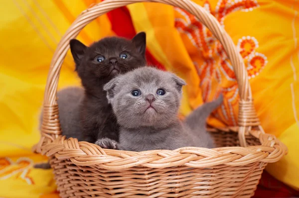 Beautiful Scottish young cat — Stock Photo, Image