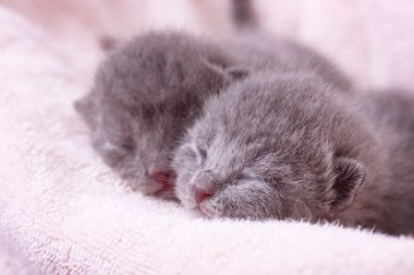 güzel bir İskoç kedi