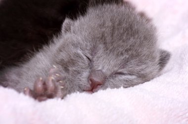 güzel bir İskoç kedi