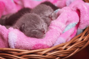 güzel İskoç genç kedi