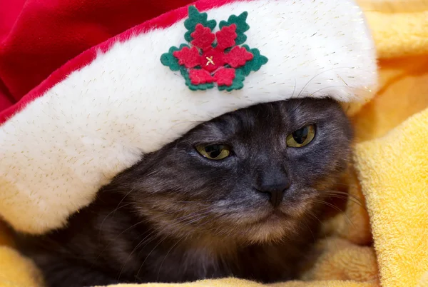 Krásné skotské mladá kočka — Stock fotografie
