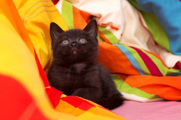 Hermoso gato joven escocés — Foto de Stock