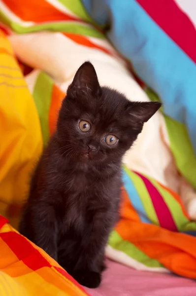 Beautiful Scottish young cat — Stock Photo, Image