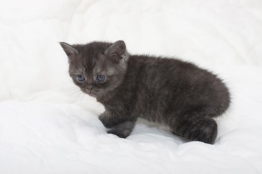 güzel İskoç genç kedi