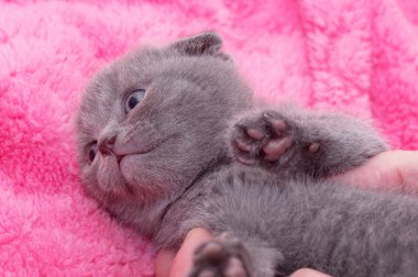 güzel İskoç genç kedi