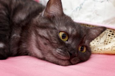 güzel İskoç genç kedi