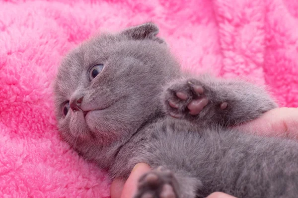 Prachtige Schotse jonge kat — Stockfoto