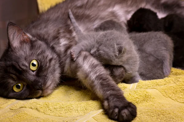 Schöne schottische junge Katze — Stockfoto