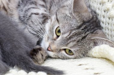 güzel İskoç genç kedi