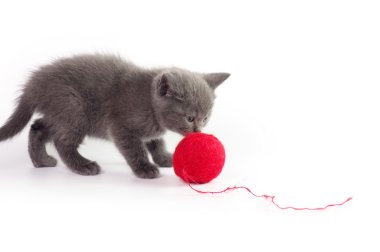 güzel bir İskoç kedi