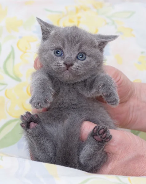 아름 다운 스코틀랜드 젊은 고양이 — 스톡 사진