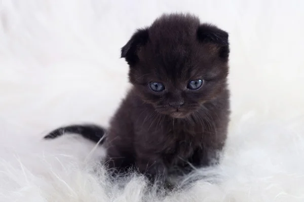 Schöne schottische junge Katze — Stockfoto