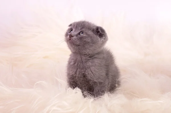 Beautiful Scottish young cat — Stock Photo, Image