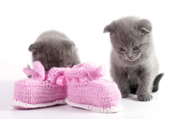 Hermoso escocés lop-eared gatito — Foto de Stock