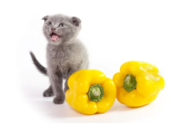 Beautiful Scottish kitten — Stock Photo, Image