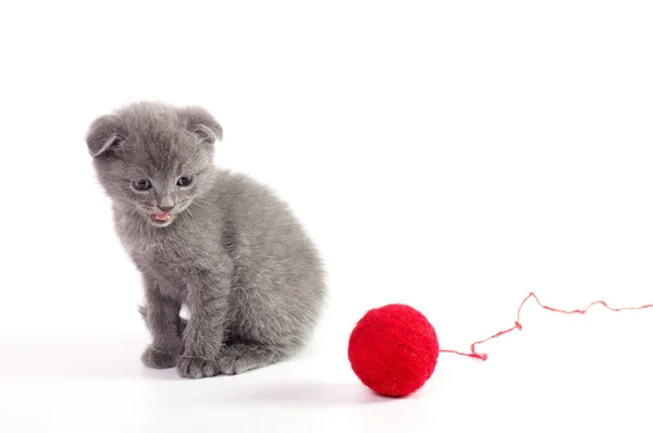 Linda gatinho escocês — Fotografia de Stock