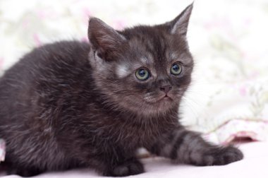 güzel bir İskoç kedi