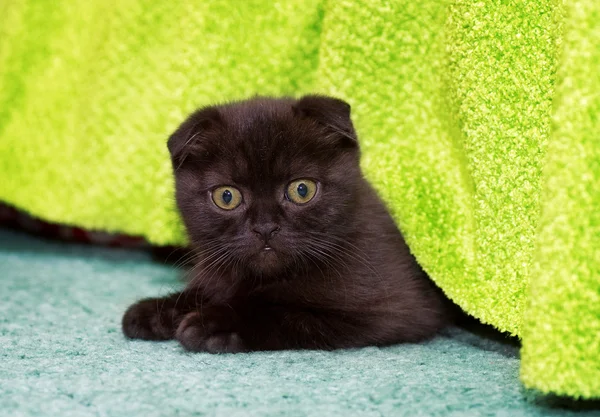 Hermoso gatito escocés —  Fotos de Stock