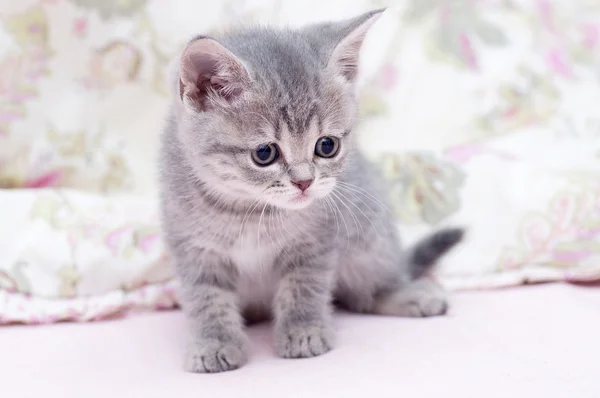 Linda gatinho escocês — Fotografia de Stock