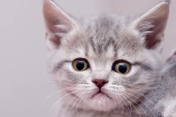 Beautiful Scottish kitten — Stock Photo, Image