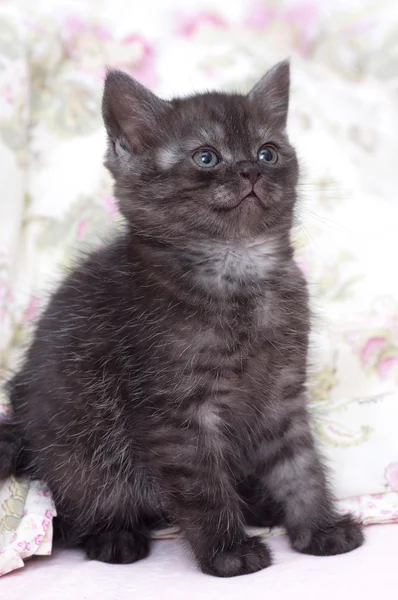 Prachtige Schotse kitten — Stockfoto