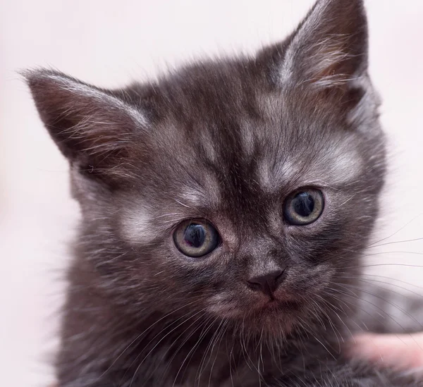 Beautiful Scottish kitten — Stock Photo, Image