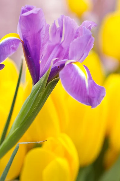 Květ fialový iris — Stock fotografie
