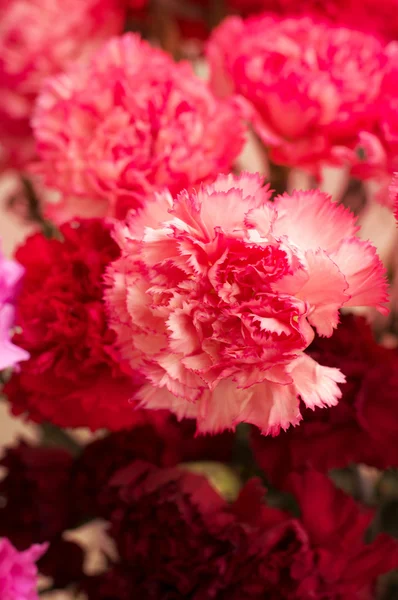 Carnations — Stock Photo, Image