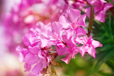 güzel pembe çiçekler