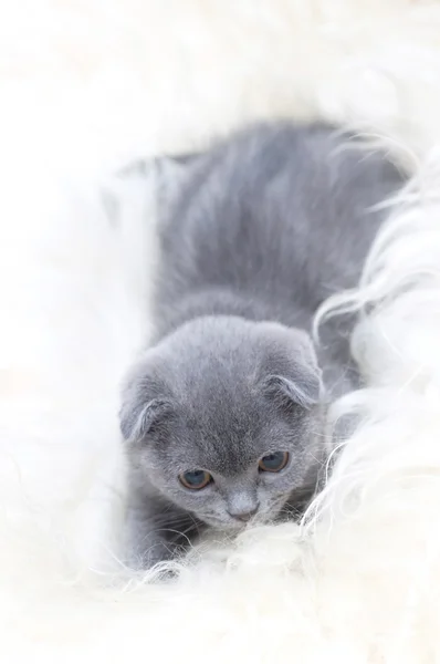 Beautiful Scottish young cat — Stock Photo, Image