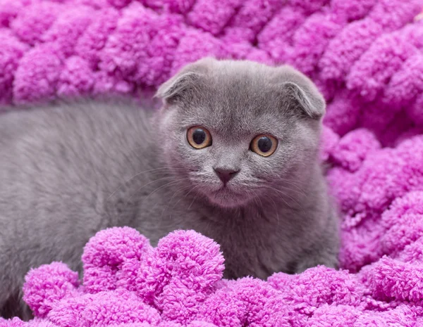 Beautiful Scottish young cat — Stock Photo, Image