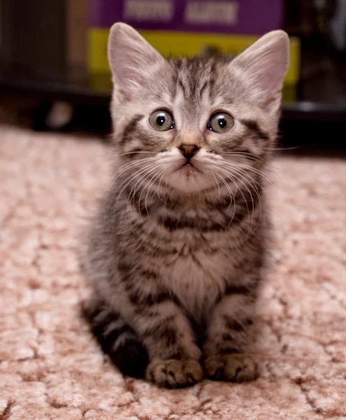 Baby cat kitten — Stock Photo, Image
