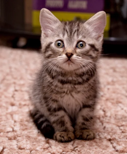 赤ちゃん猫子猫 — ストック写真