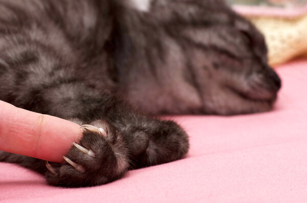 Beautiful Scottish young cat with claws