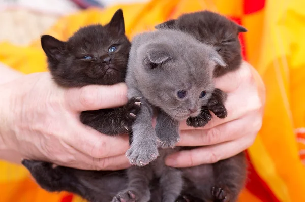 Hermosos gatitos jóvenes escoceses están en manos humanas —  Fotos de Stock